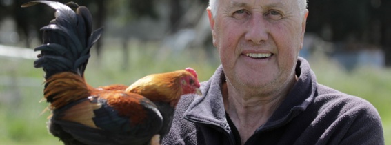 Pecking Order