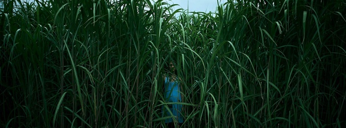 In the Tall Grass