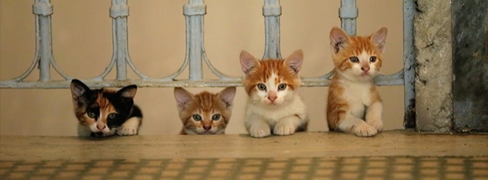 Kedi
