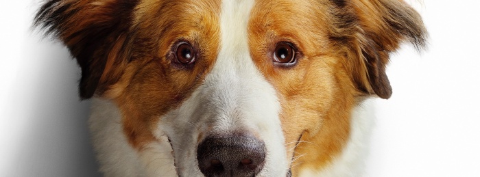 A Dog's Journey