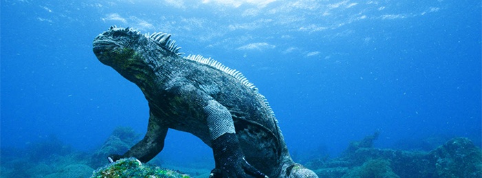 Galapagos 3D: Nature's Wonderland