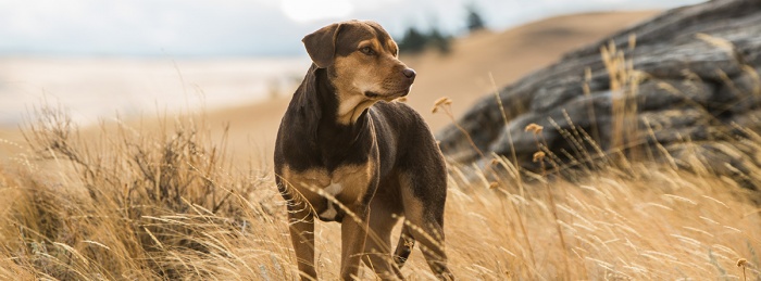 A Dog's Way Home