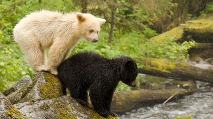 Great Bear Rainforest 3D