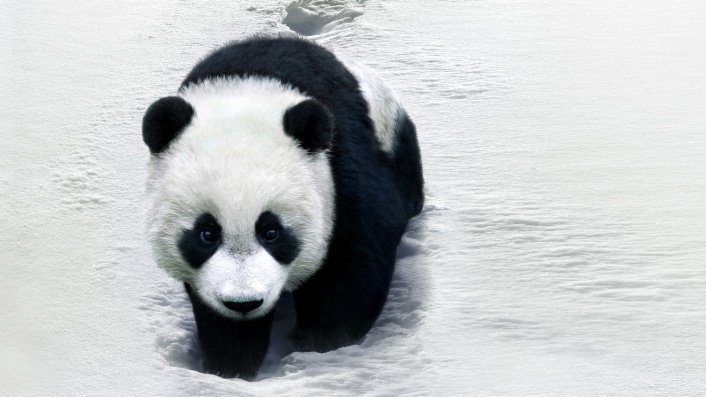 Trail of the Panda (Xiong mao hui jia lu)