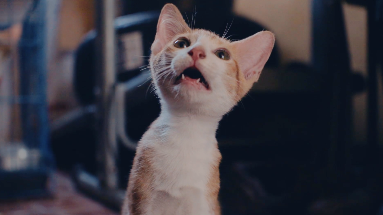 CatVideoFest 2025