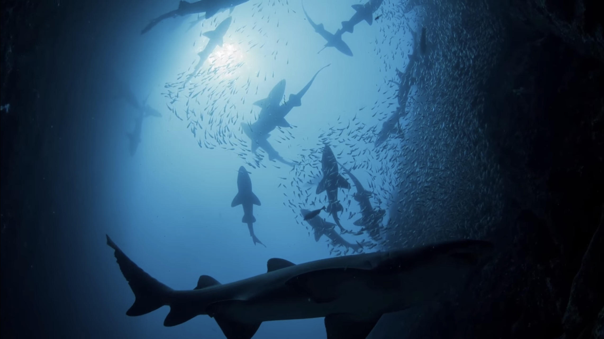 Dave Duce Shark Kingdom | Where to watch streaming and online in New Zealand | Flicks