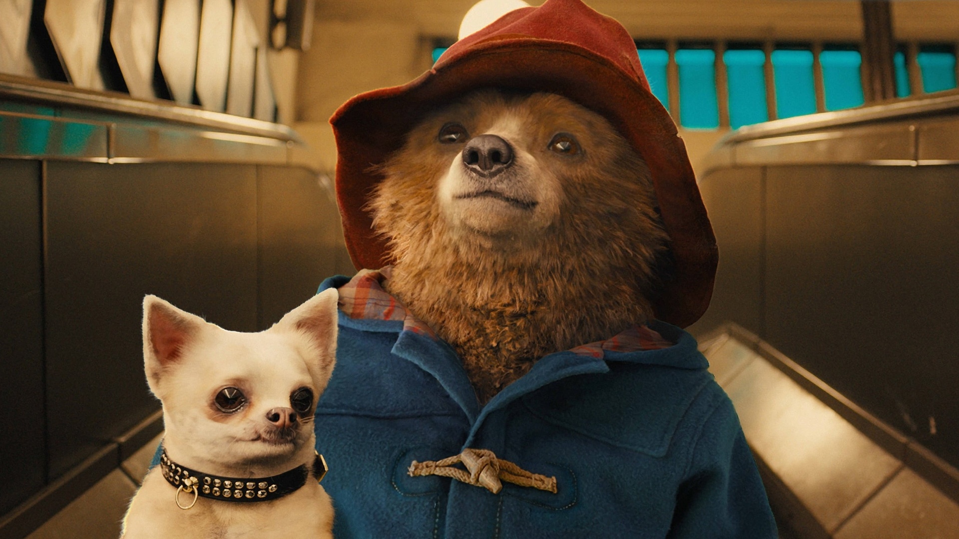 Paddington Where to watch streaming and online in Australia Flicks