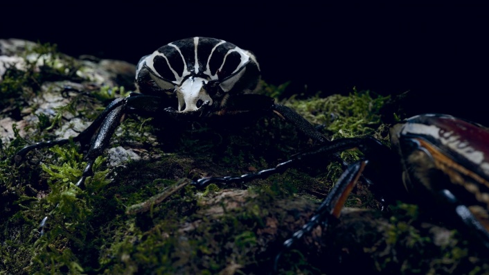 Bugs: Amazing Mighty Micro Monsters 3D