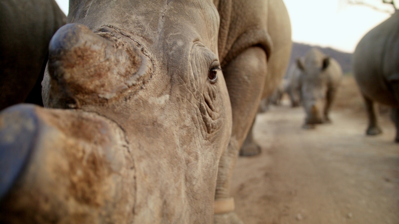 The Last Horns Of Africa