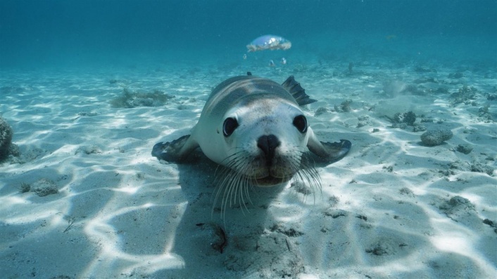 Sea Lions 3D: Life By A Whisker
