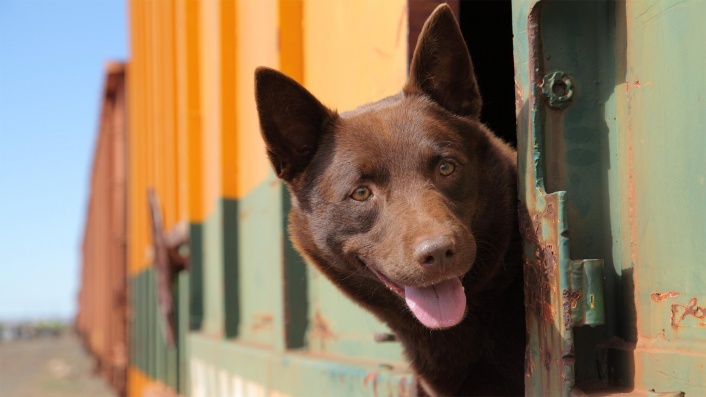 Koko: A Red Dog Story