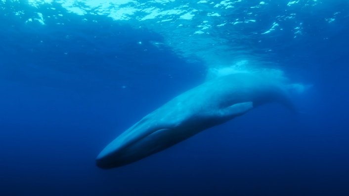 The Loneliest Whale The Search For 52 The Loneliest Whale: The Search for 52 | Trailers and reviews | Flicks