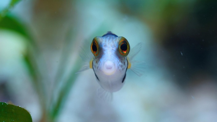 Puff: Wonders of the Reef