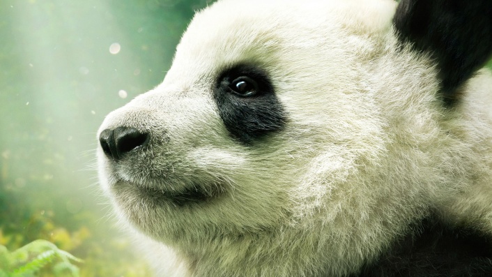 Pandas