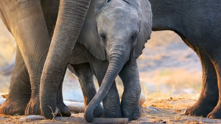 Elephant (2020)