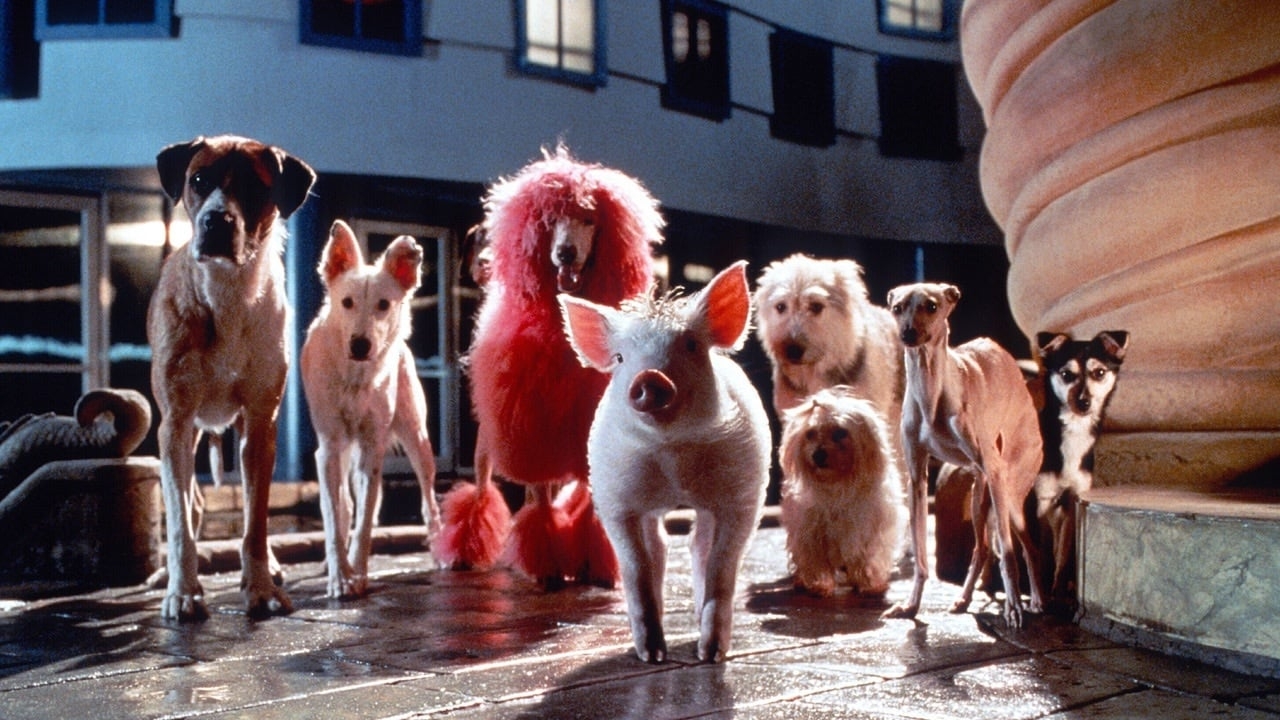 Babe: Pig in the City, Trailer | Flicks