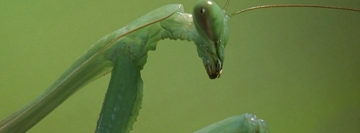 Bugs!