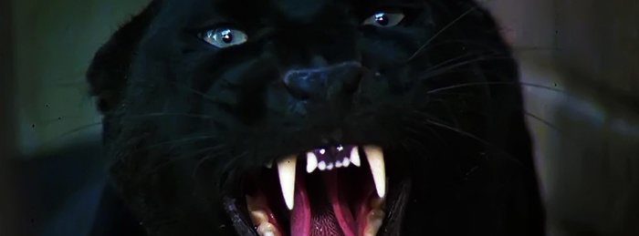 Cat People (1982)