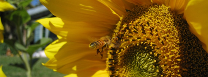 Queen of the Sun: What Are the Bees Telling Us?