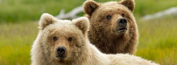 Bears