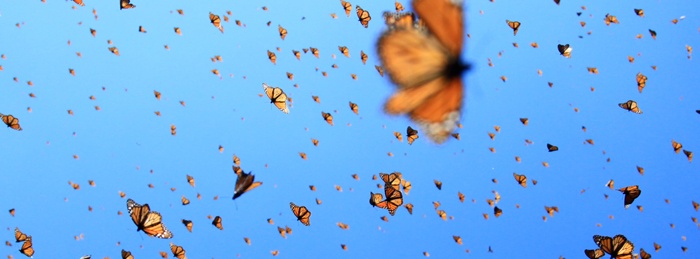 Flight of the Butterflies