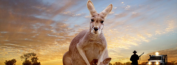 Kangaroo: A Love-Hate Story