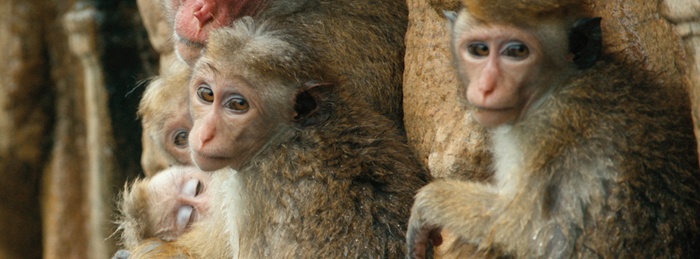Monkey Kingdom