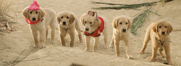 Treasure Buddies
