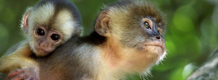Amazonia
