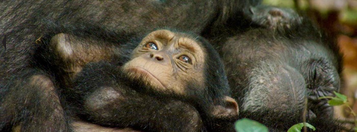 Chimpanzee