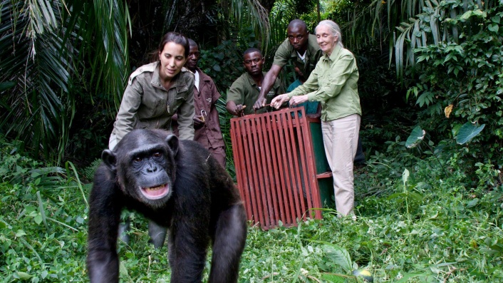 Rescued Chimpanzees of the Congo with Jane Goodall