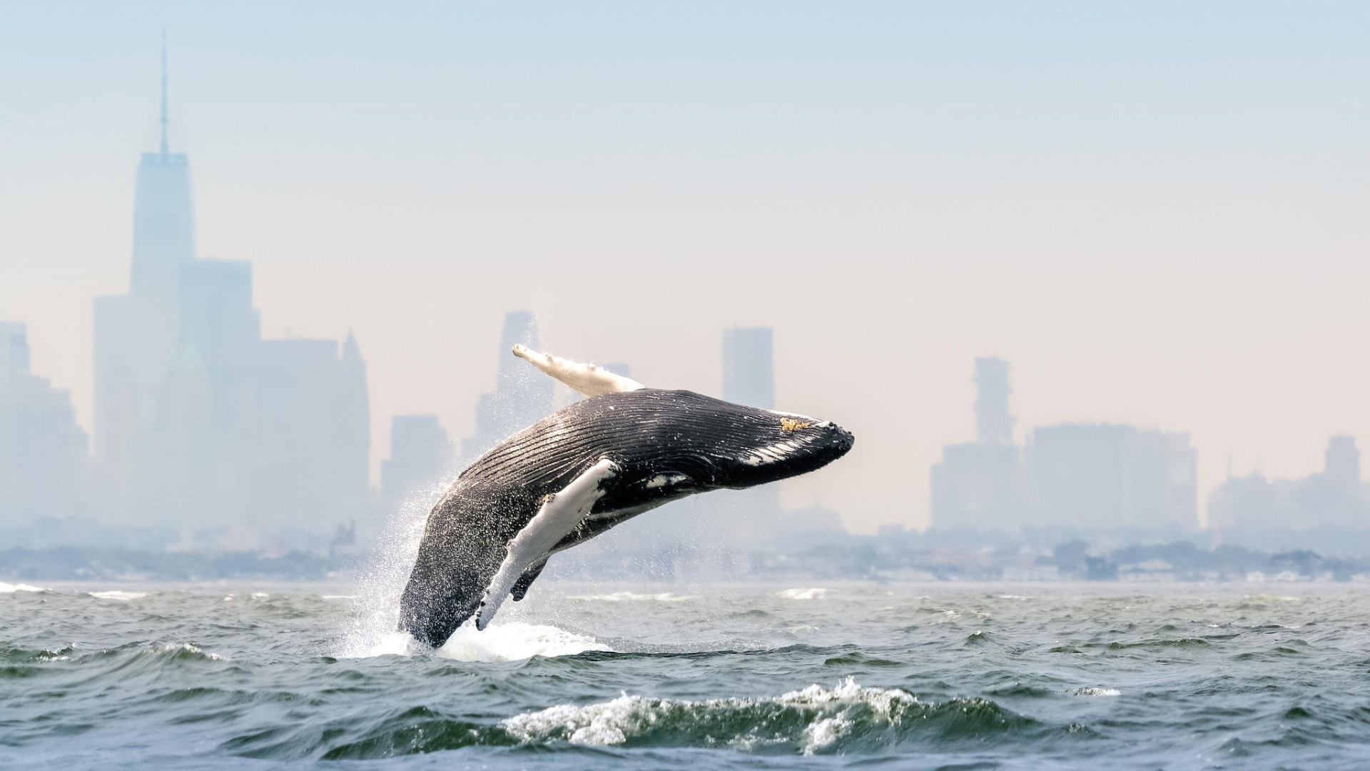 Blue Planet: Season 3 | Where to watch streaming and online in New ...