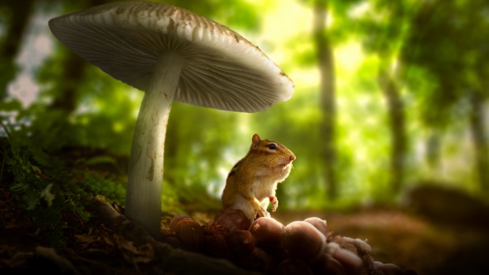 Tiny World: Season 2